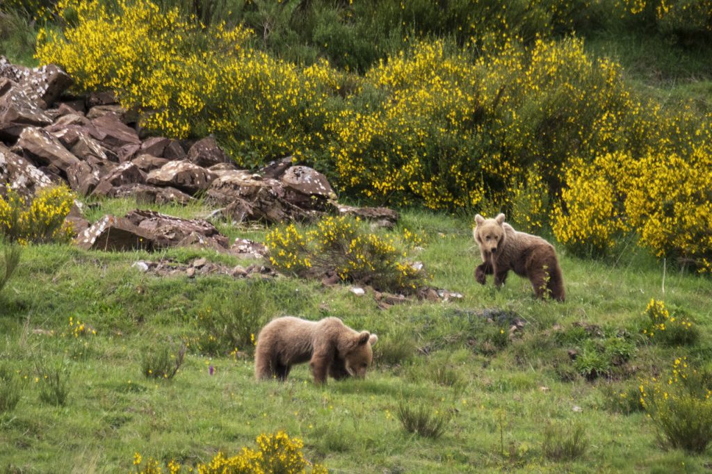 Observación del oso pardo en Somiedo Observación del oso pardo en Somiedo